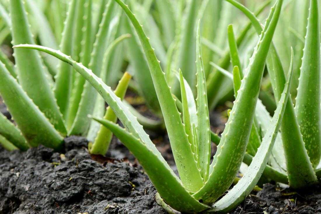 De ce ar trebui sa ingheti aloe vera inainte de a o folosi?